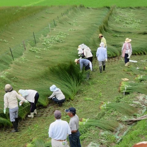 最高級「備後産い草」を使用した畳