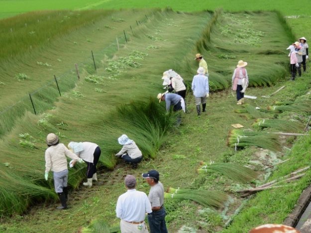 最高級「備後産い草」を使用した畳